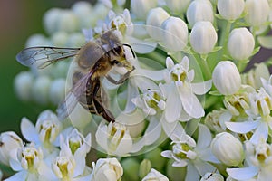 White Swamp milkweed Asclepias incarnata Ice Ballet, close-up white flowers and honeybee photo